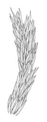 Timmia norvegica, shoot. Drawn from A.J. Fife 8478, CHR 464718.
 Image: R.C. Wagstaff © Landcare Research 2016 
